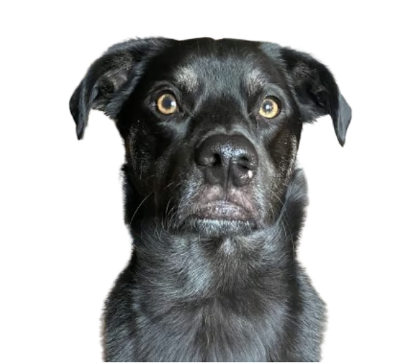 team-2 screenshot 2026 04 03 at 3.53.25 pm