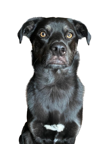 About Img 6207 Removebg Preview YD0pnavJxDsVKrBW